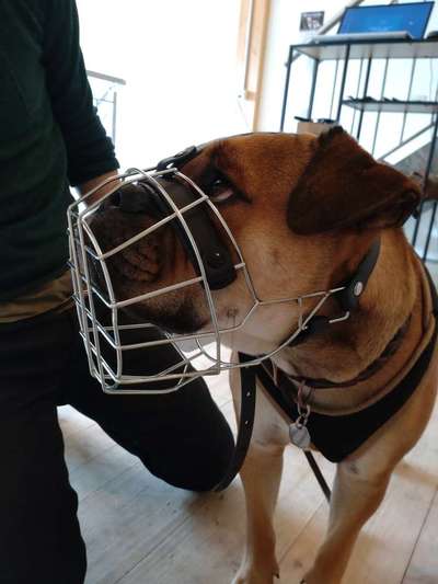 Wie sitzt mein Maulkorb / Maulkorb-Beratung-Beitrag-Bild