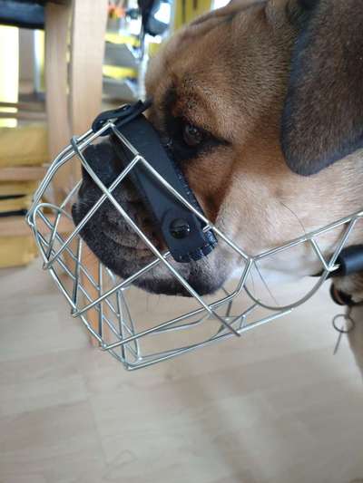 Wie sitzt mein Maulkorb / Maulkorb-Beratung-Beitrag-Bild