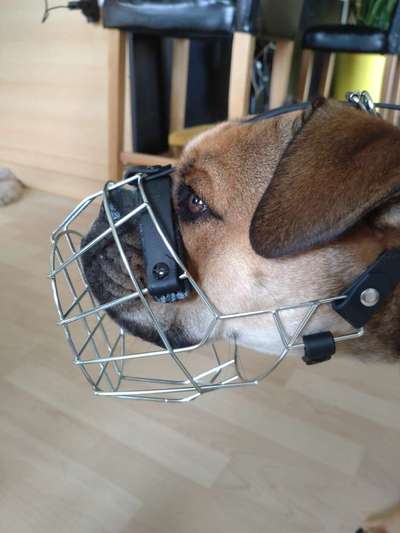 Wie sitzt mein Maulkorb / Maulkorb-Beratung-Beitrag-Bild