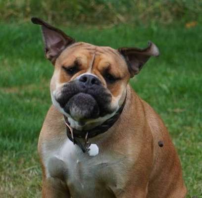 74. Trick-Übung "Leckerli schnappen"-Beitrag-Bild