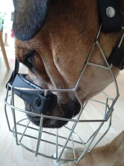 Wie sitzt mein Maulkorb / Maulkorb-Beratung-Beitrag-Bild