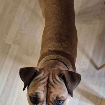 Wie optimal ist das Körpergewicht meines Hundes?-Beitrag-Bild