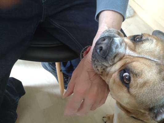 Hunde Memes-Beitrag-Bild