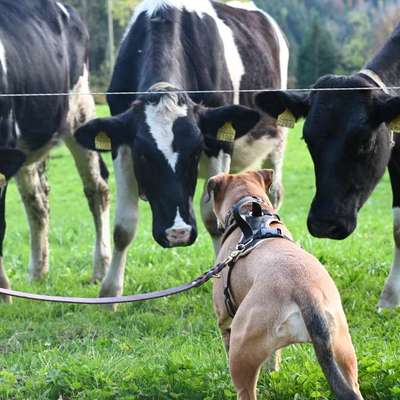 Begegnungen mit Kühen-Beitrag-Bild