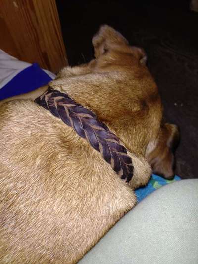 Welches Halsband trägt dein Hund und warum dieses?-Beitrag-Bild