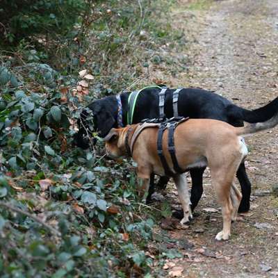 Panikgeschirr gesucht-Beitrag-Bild