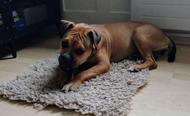 Conti Besitzer? :-)-Beitrag-Bild