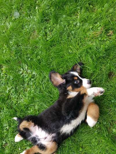 Die Dogorama Kalender Challenge Titelbild-Beitrag-Bild