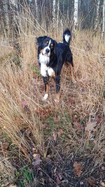 Berner Sennen-Beitrag-Bild