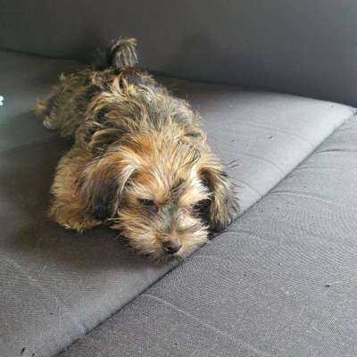 Havaneser dabei?:)-Beitrag-Bild