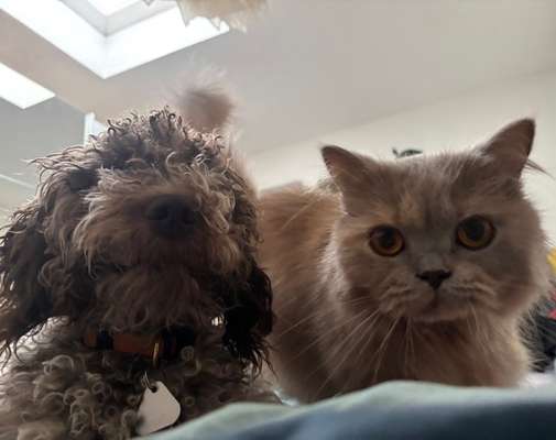 Darf der Hund bei Euch im Bett schlafen?-Beitrag-Bild