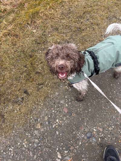 Lagotto Romagnolo Besitzer-Beitrag-Bild