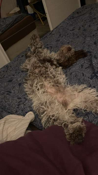 Darf der Hund bei Euch im Bett schlafen?-Beitrag-Bild