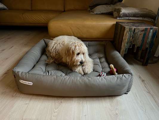 Hundebett-Beitrag-Bild