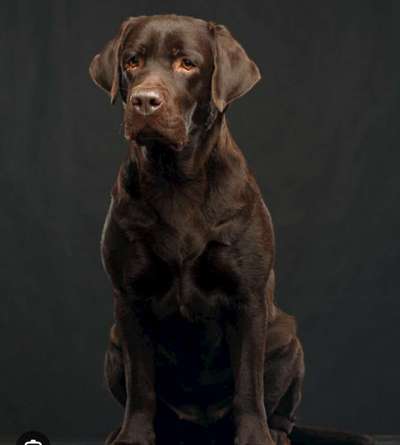 Große Dackel-Parade in Regensburg geplant - Was denkt ihr?-Beitrag-Bild