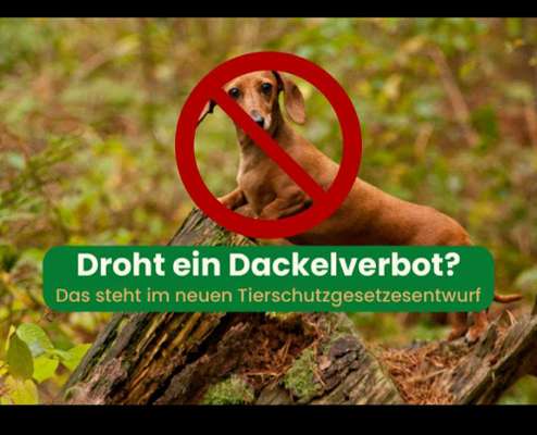 Diskussion zum neuen Entwurf des Tierschutzgesetzes....-Beitrag-Bild
