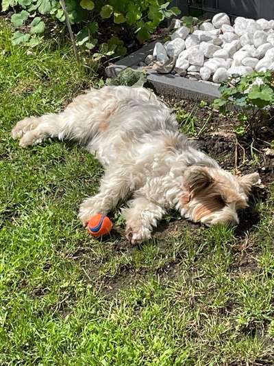 Die Dogorama Kalender Challenge 4/4-Beitrag-Bild