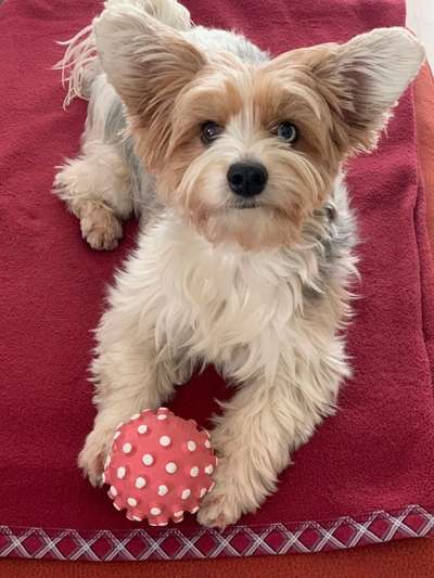 Lieblingsbild von euren Hunden?-Beitrag-Bild