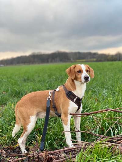 Podencomischling oder Podenco-Beitrag-Bild