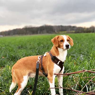 Wo sind hier die Bretonen / Bretonen-Mix Besitzer?-Beitrag-Bild