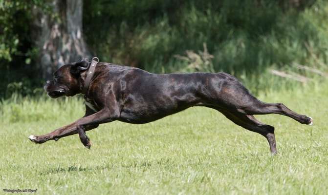 Deutsche Boxer-Beitrag-Bild