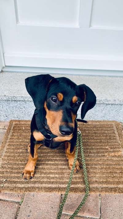 Seltene Rassen!-Beitrag-Bild