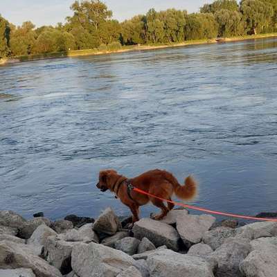 Hundetreffen-Gassi gehen am Rhein (Wörth Maximiliansau)-Bild