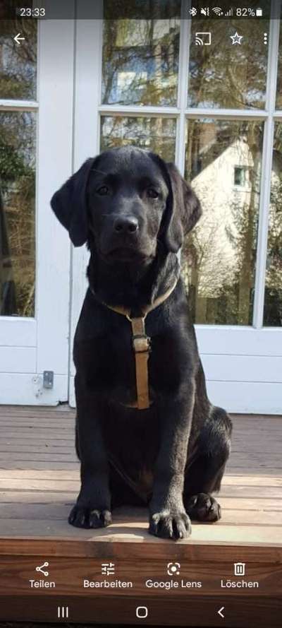 Als Welpen sind sie alle noch süßer-Beitrag-Bild