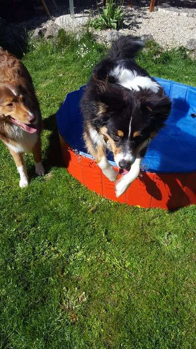 Dogorama-Monats-Challenge-Mai "Wasser"-Beitrag-Bild