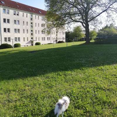 Hundetreffen-Welpentreff-Bild