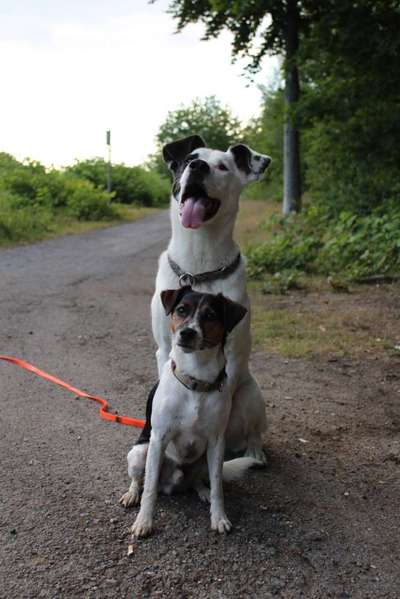 Bester Freund, Hundekumpel - zeigt her!-Beitrag-Bild