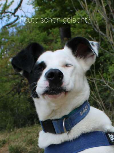 Lustigsten Grimassen von euren Hunden-Beitrag-Bild