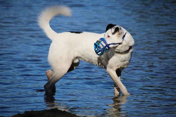 Herr/Frau Mustermann auf der Hunde wiese-Beitrag-Bild