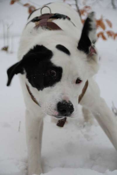 Zeige das lustigste Bild eures Hundis-Beitrag-Bild