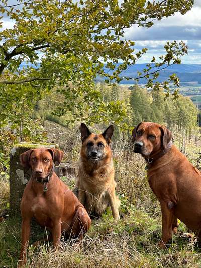 Müssen Hunde manchmal einfach Dinge unter sich ausmachen (dürfen)?-Beitrag-Bild