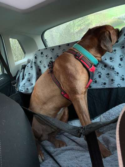 Auffahrunfall mit Hund im Kofferraum-Beitrag-Bild