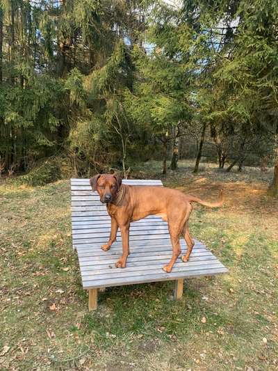 Wie heißt dein Hund?-Beitrag-Bild