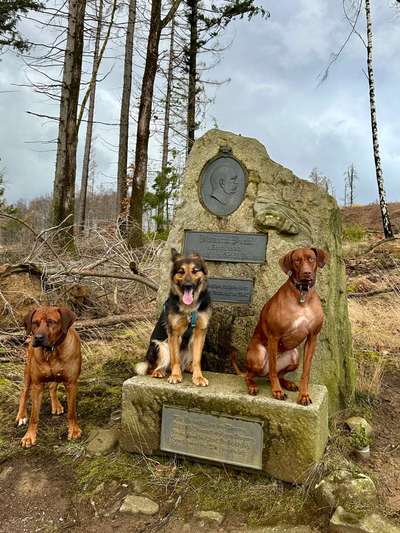 Müssen Hunde manchmal einfach Dinge unter sich ausmachen (dürfen)?-Beitrag-Bild