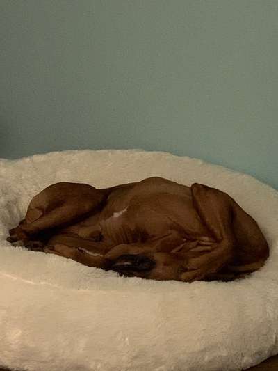 139. Fotochallenge - HUNDEKNOTEN-Beitrag-Bild