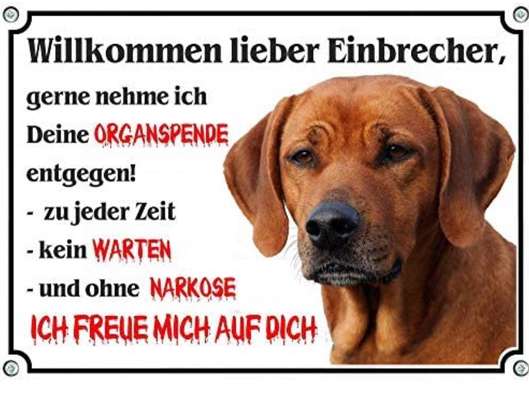 Hund hat gebissen was nun?-Beitrag-Bild