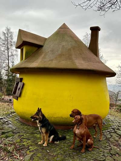 Müssen Hunde manchmal einfach Dinge unter sich ausmachen (dürfen)?-Beitrag-Bild