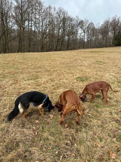 Müssen Hunde manchmal einfach Dinge unter sich ausmachen (dürfen)?-Beitrag-Bild