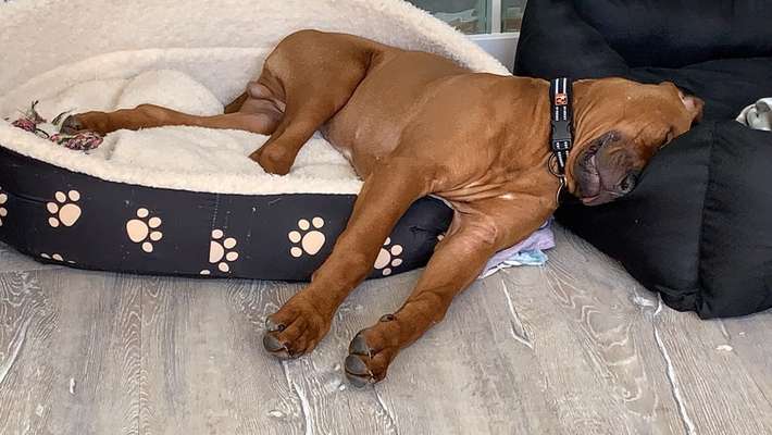 Zeigt euren Hund wo er was lustiges macht als Welpe-Beitrag-Bild