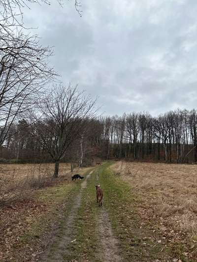 Müssen Hunde manchmal einfach Dinge unter sich ausmachen (dürfen)?-Beitrag-Bild