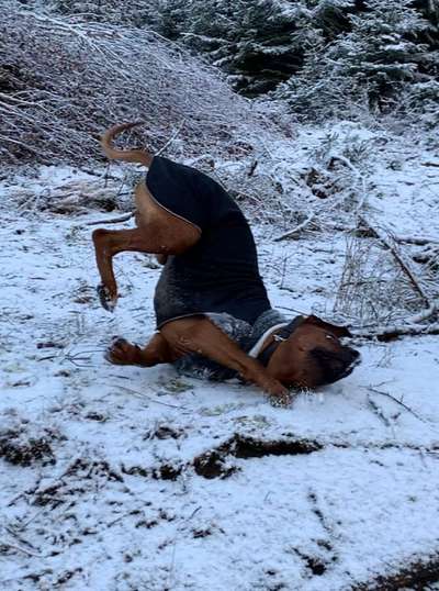 Dogorama Photo Challenge - Es wird nochmal kalt!-Beitrag-Bild