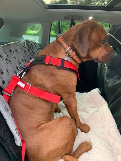 Auffahrunfall mit Hund im Kofferraum-Beitrag-Bild