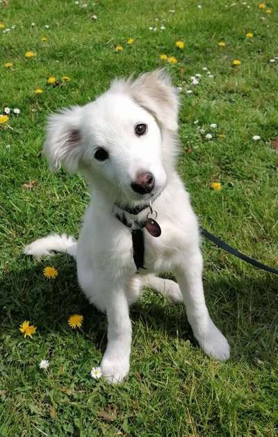 Die Dogorama Monats Challenge "Es grünt und blüht"-Beitrag-Bild