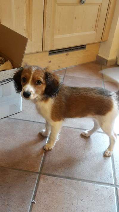 Welpen Bilder !-Beitrag-Bild