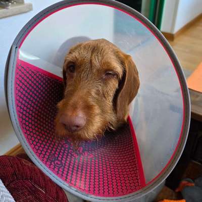 Plötzliches Musauge. Weiß jemand Rat?-Beitrag-Bild