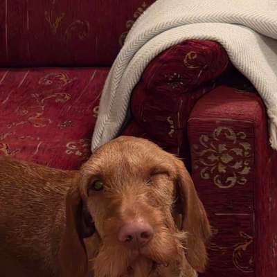 Plötzliches Musauge. Weiß jemand Rat?-Beitrag-Bild